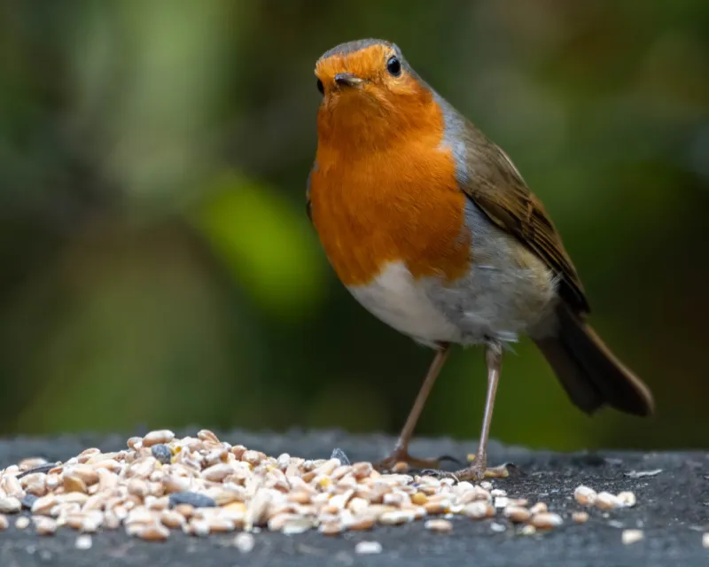 european robin feeding on seeds
