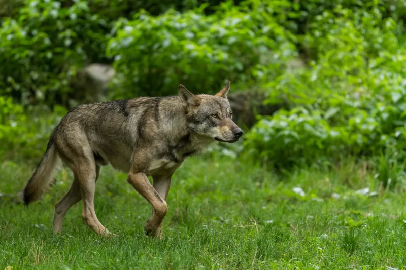 grey wolf in the forest