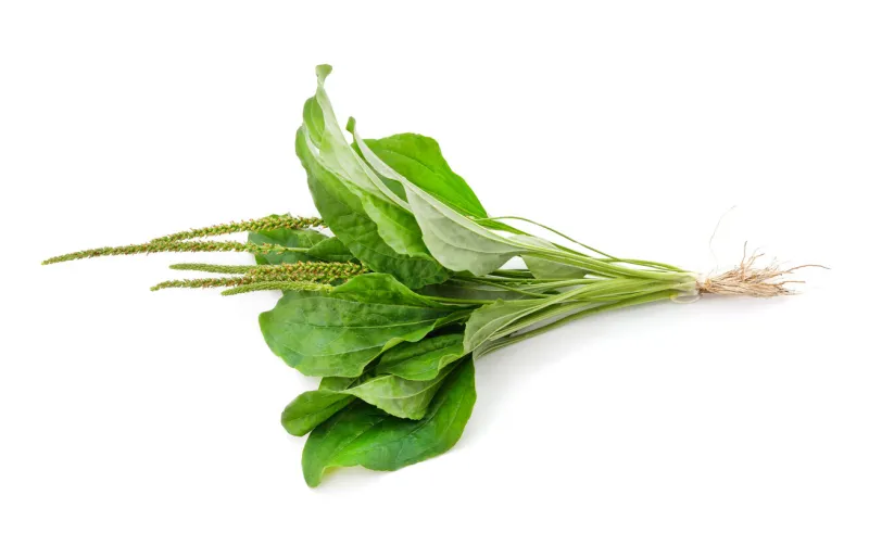 plantain with flower isolated on a white background