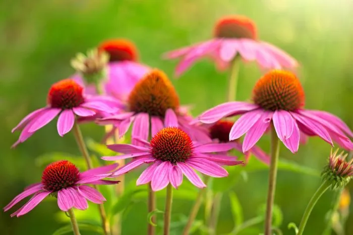 field of echinacea flowers at sunrise