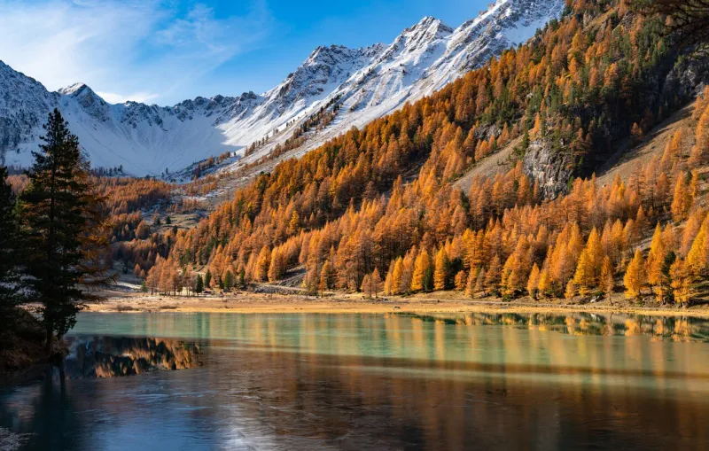 orceyrette lake in autumn with golden larch trees briancon region in the hautes-alpes (southern french alps) france