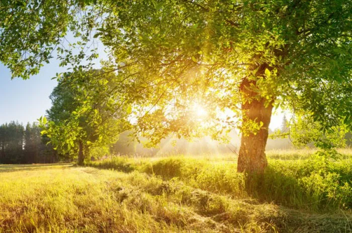 tree foliage in beautiful morning light with sunlight in summer sunrise on the field with hay, trees and sun