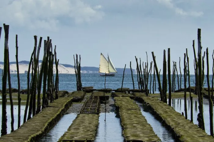 oyster farming is the specialty of the bassin d'arcachon oysters grow in parks and can be enjoyed directly at the oyster farmer's hut