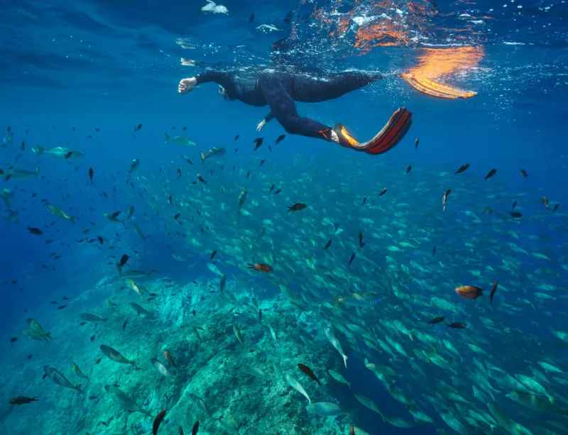 man snorkeling in mediterranean sea with many fish underwater, pyrenees-orientales, occitanie, france