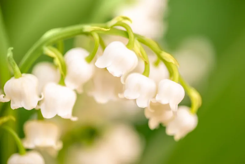 lily of the valley flower close up, green nature background may 1st, labor day symbol