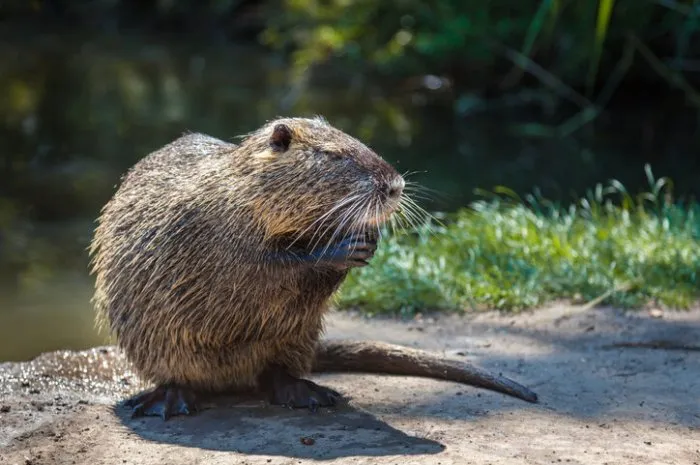 the coypu or nutria is a large, herbivorous, semiaquatic rodent originally native to south america but is introduced to europe mainly by fur farmers this coypu is appreciatively eating the rest of a carrot while its fur is still wet