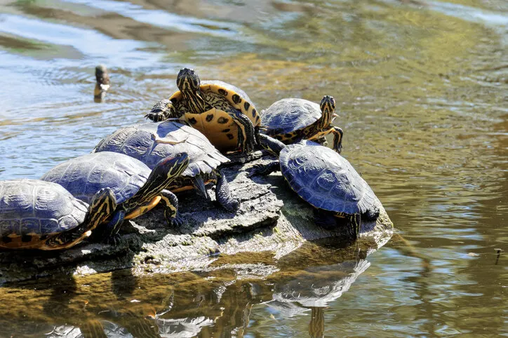 the bed of a small river in the city of schiedam netherlands water turtles gathered on a submerged log