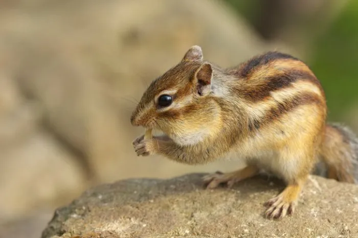 ezo-shimarisu,subspecies of siberian chipmunk native to hokkaido,japan