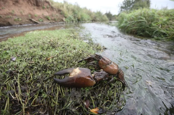 signal crayfish, pacifastacus leniusculus, midlands, october