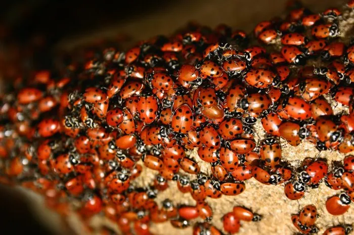 ladybug (harmonia axyridis) swarm