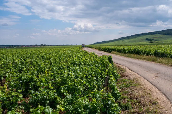 green grand cru and premier cru vineyards with rows of pinot noir grapes plants in cote de nuits, making of famous red and white burgundy wine in burgundy region of eastern france