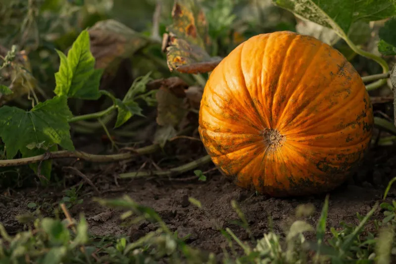 pumpkin in the garden in the leaves agriculture, agronomy, industry
