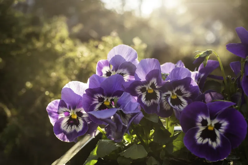 spring pansies morning view from the balcony