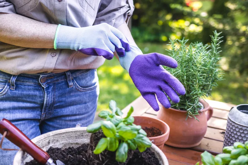 woman puts on gardening gloves and planting herbal seedling outdoors