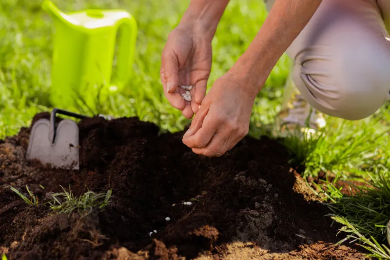 soil enrichment close up of female hands enriching soil near just planted tree on nice summer day