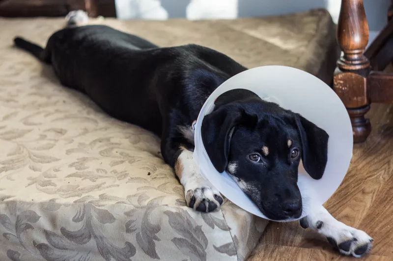 puppy is unhappy about having to wear the cone of shame after surgery