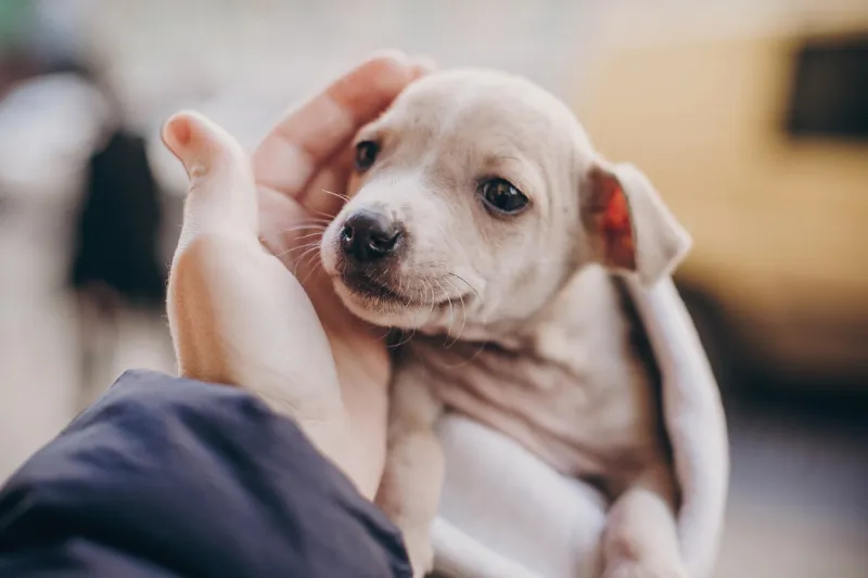 cute little staff terrier puppy in cozy warm blanket in autumn park hand hugging scared homeless beige puppy in city street adoption concept dog shelter