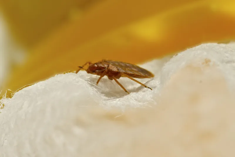 a macro photo of a bed bug