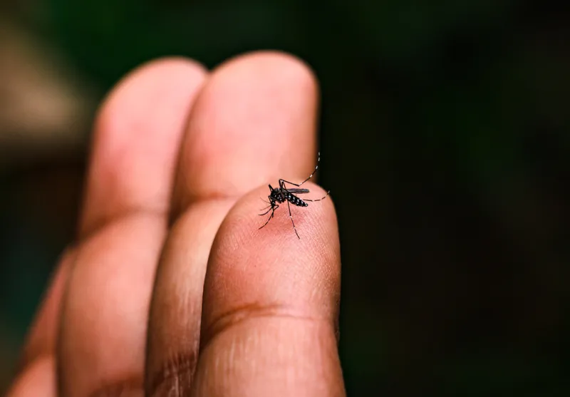 aedes albopictus (stegomyia albopicta), from the mosquito (culicidae) family, also known as the (asian) tiger mosquito vector of yellow fever virus, dengue fever, chikungunya fever, zika virus