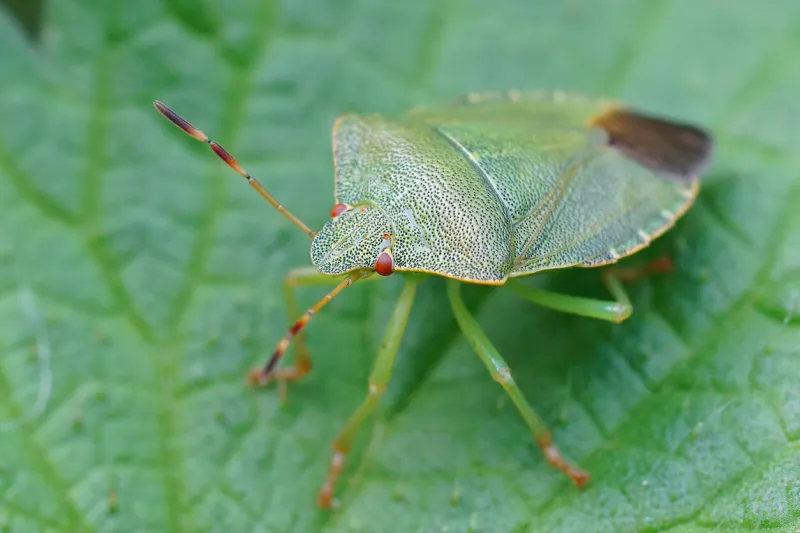 closeup on an adult of the the green shieldbug, palomena prasina , in the garden