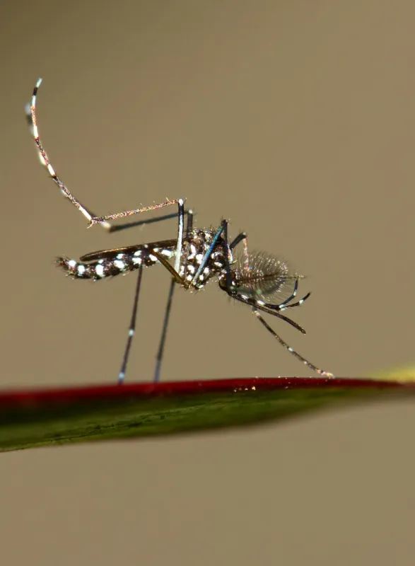 close-up view of an asian tiger mosquito standing on leaf