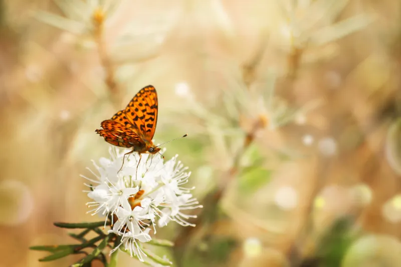 natural background in warm colors with blooming rosemary in the forest at dawn, morning rays and highlights, an orange butterfly on a rosemary flower