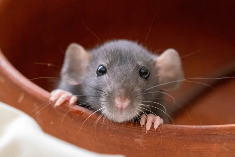 the head of a gray dumbo rat on a white background, she sits in a clay plate and looks out, putting her front paws on the edge