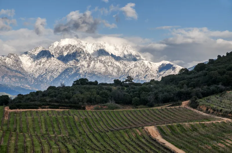 a view of a vineyard in winter in corsica with snow-capped mountains in the distance