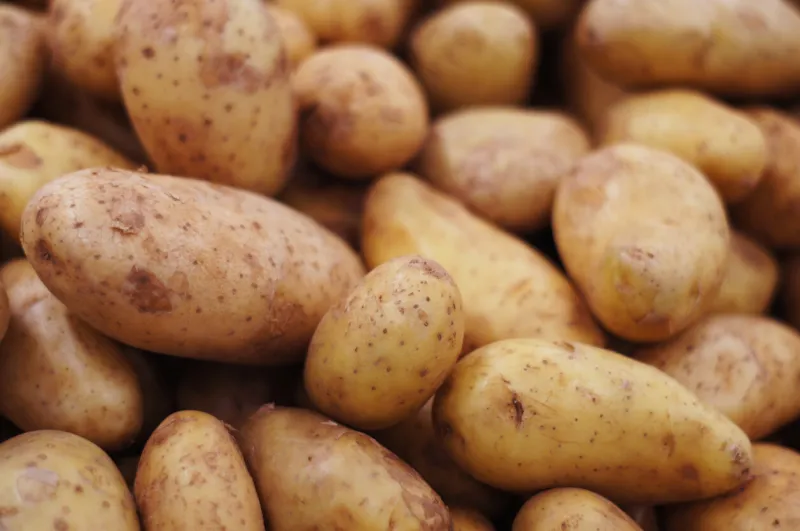 group of brown fresh potatoes selective focus