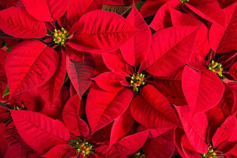 closeup of red poinsettias (euphorbia pulcherrima) flower background