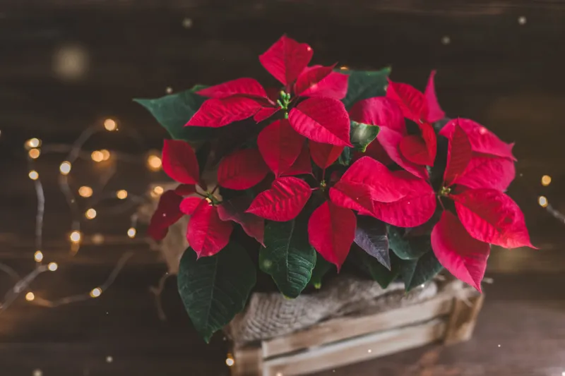 christmas poinsettia isolated in wooden box on the vintage rustic background toned image