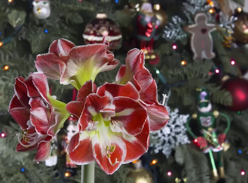 closeup of red amaryllis on christmas tree background