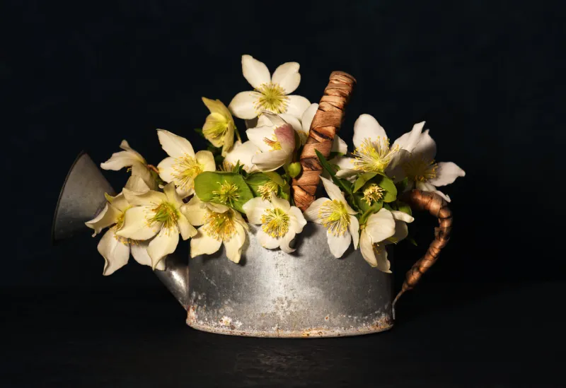 arrangement of helleborus niger flowers