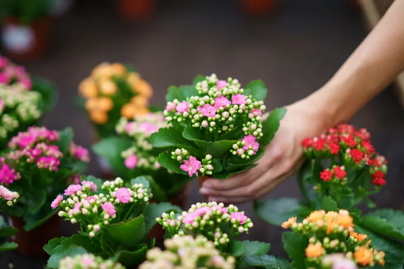 from above of anonymous florist standing and looking down while placing kalanchoe blossfeldiana plants with blooming flowers in nursery in daylight against blurred background