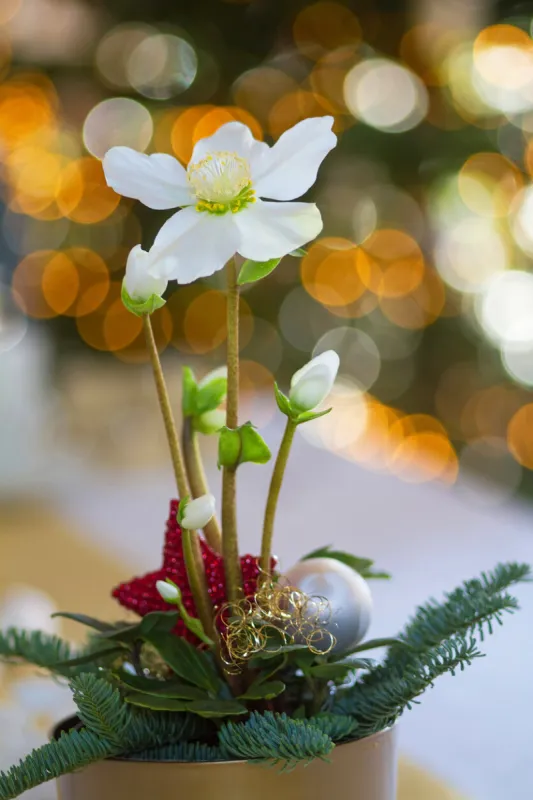 november 2022  black hellebore with white flower as christmas decoration