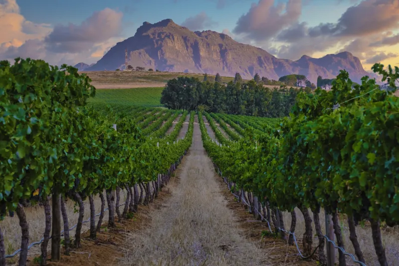 vineyard landscape at sunset with mountains in stellenbosch, near cape town, south africa wine grapes on vine in vineyard