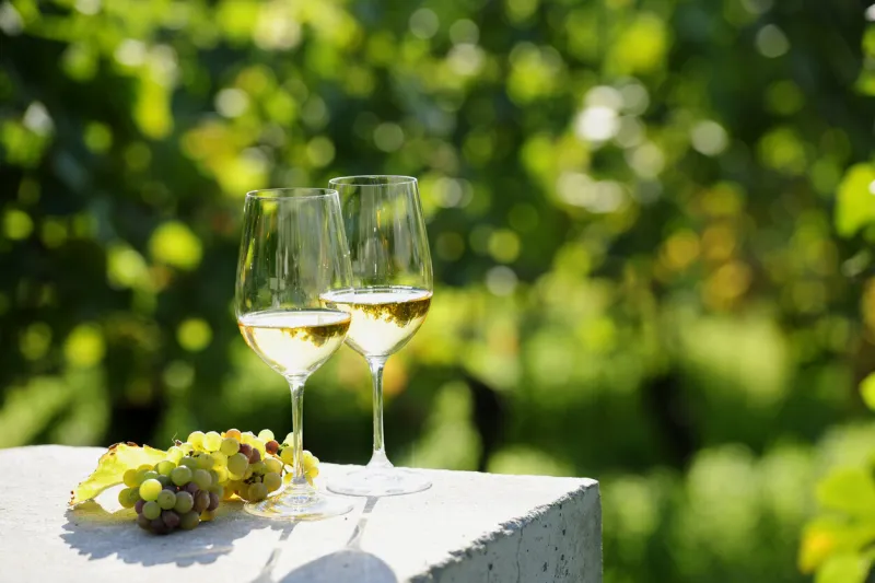 two glasses of white wine (risling) in vineyard