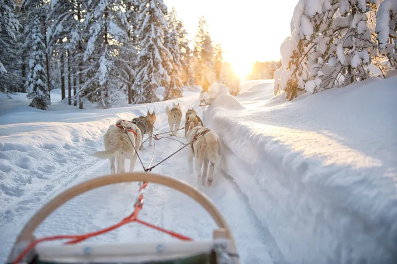 finland, lapland, salla february 2020 it is a day with good weather the siberian huskies pull the dog sled through the snow in the beautiful snow landscape on the arctic circle