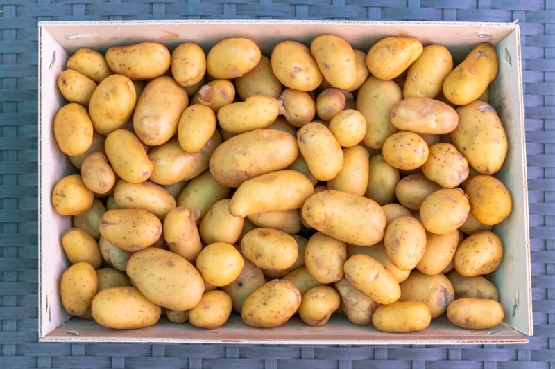 new potatoes from the ile de ré seen up close
