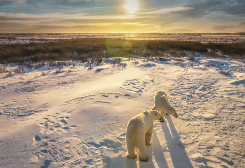 two adult polar bears (ursus maritimus) stand together in snowy arctic tundra setting as the sun rises over the northern canadian landscape churchill, manitoba