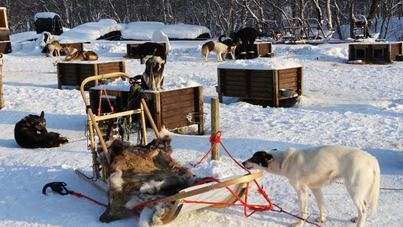 ssledges with dogs in kirkenes