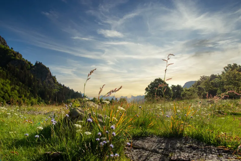 springtime, beautiful flowers, french pyrenes mountains