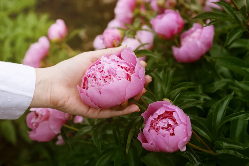 woman holding and picking pink peony flowers with hands blooming peonies bush with buds and pastel pink petals