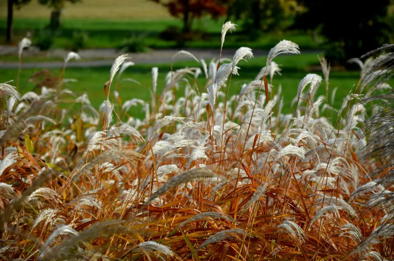 flower beds with ornamental grasses are attractive from autumn to winter and thanks to dry flowers and leaves combined with flycatchers and red leaves, my plants create a striking contrast