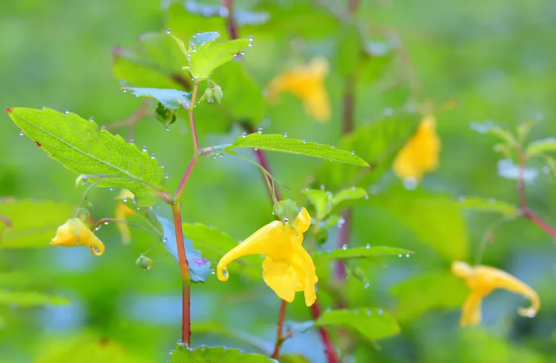 epimediums yellow flowers in garden