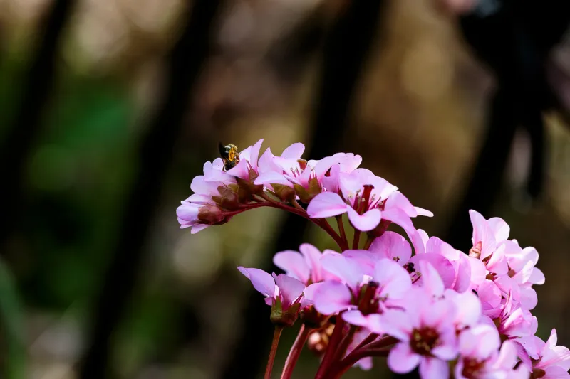 a bee visits purple flowers looking for nectar after a long, cold winter