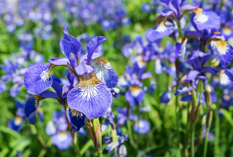 multicolored siberian iris of iris sibirica blooming in summertime