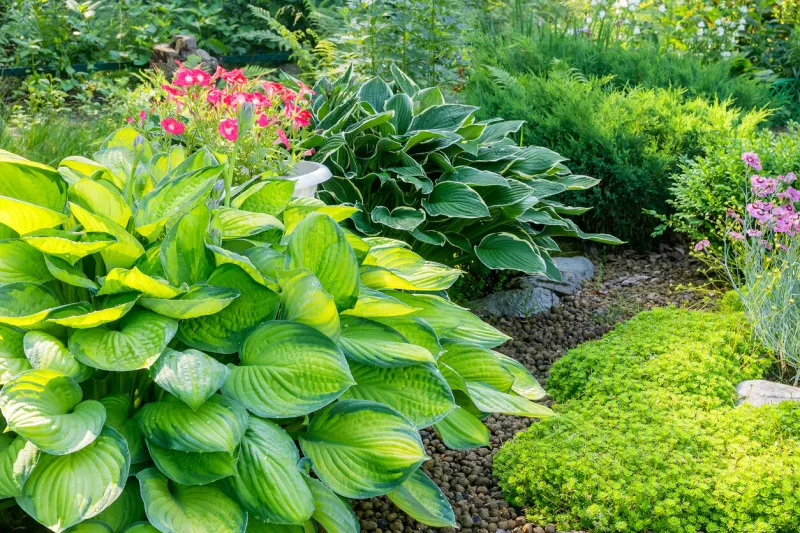 leaves of a perennial host plant in the garden plot of a summer garden