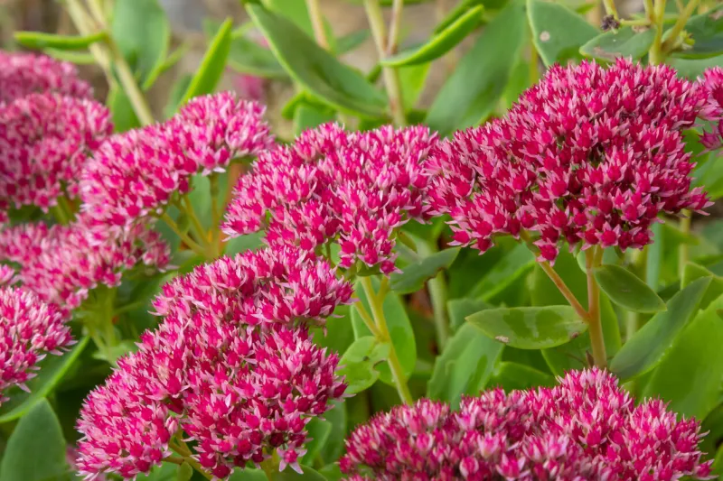 red flowering sedum plant, hylotelephium telephium beautiful autumn flowers in the garden