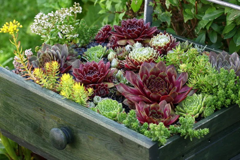 beautiful sempervivum and succulent plants sitting an old green drawer on a metal chair in the garden as a decoration